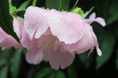 Parktaki çiçek tarhında kırmızı çiçekler