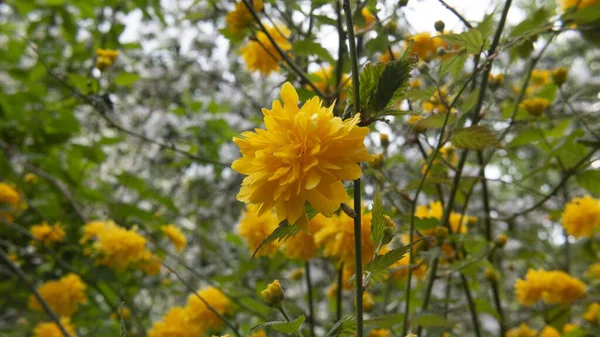 Prachtige Gele Bloemen Struiken Tuin — Stockfoto
