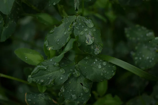 Belles Plantes Vertes Printemps Dans Jardin — Photo