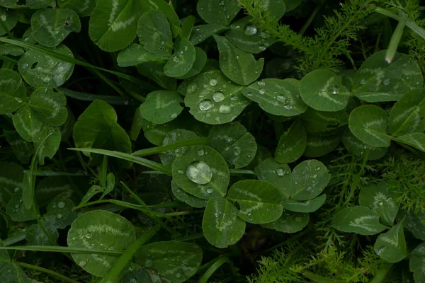 Belas Plantas Verdes Primavera Jardim — Fotografia de Stock