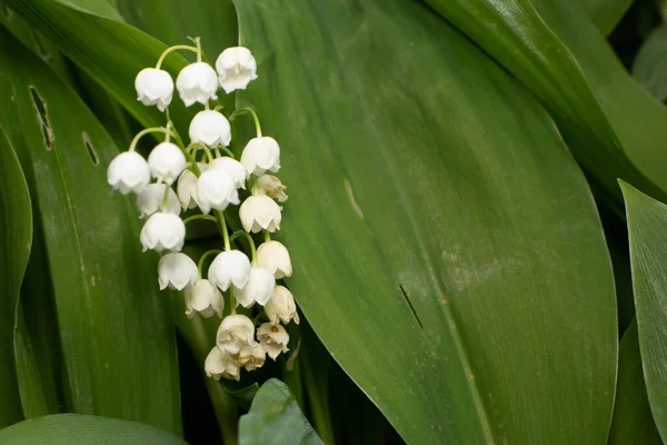 Flower Flowers Forest Rain — Stock Photo, Image