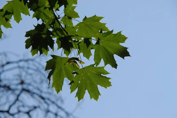 夏季基辅植物园的绿化种植 — 图库照片