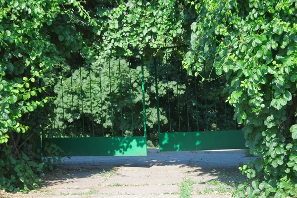 Green Plantings Kyiv Arboretum Summer — Stock Photo, Image