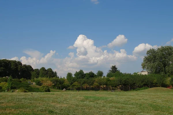 Zielone Nasadzenia Kijowskiego Arboretum Latem — Zdjęcie stockowe