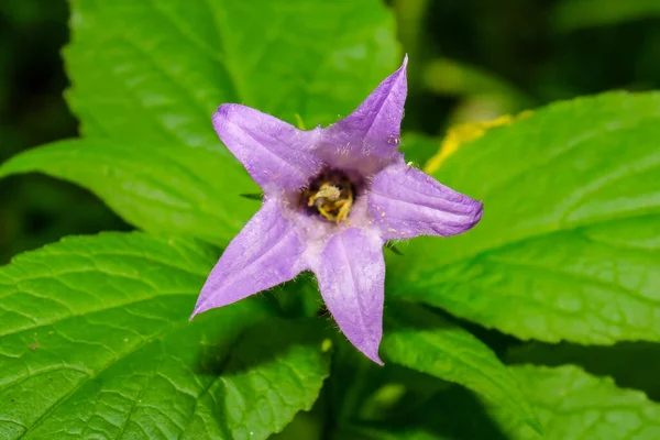 庭の美しい紫色の花 — ストック写真