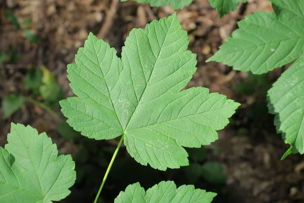 Groen Gras Planten Het Bos Het Voorjaar — Stockfoto