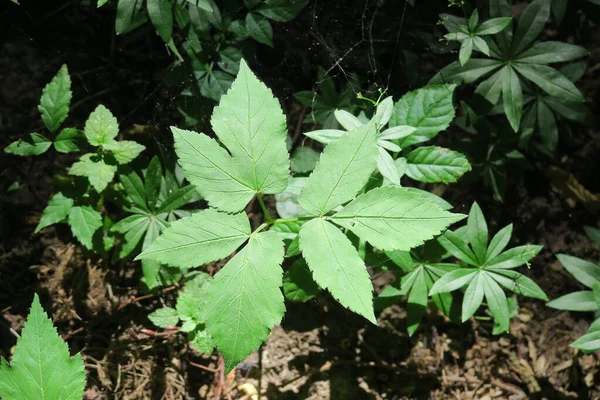 春の森の中の緑の草や植物 — ストック写真