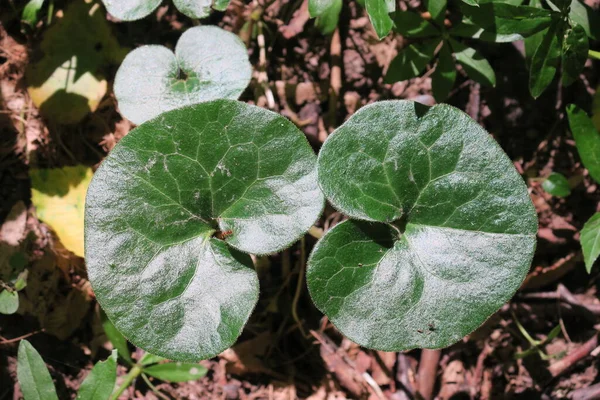 Erba Verde Piante Nella Foresta Primavera — Foto Stock