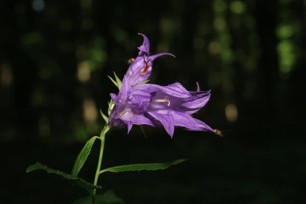 庭の美しい紫色の花 — ストック写真