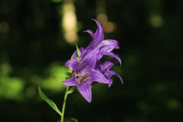 Belle Fleur Violette Dans Jardin — Photo