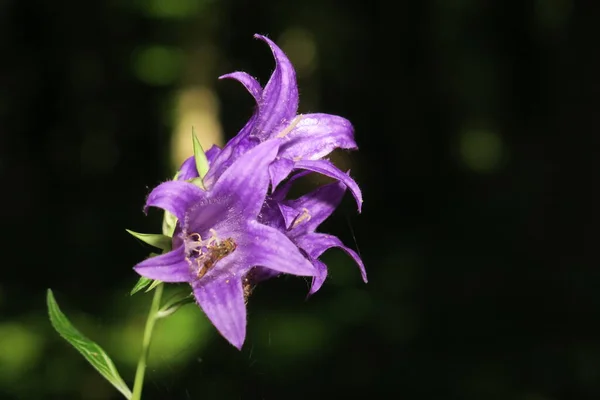 Hermosa Flor Púrpura Jardín —  Fotos de Stock