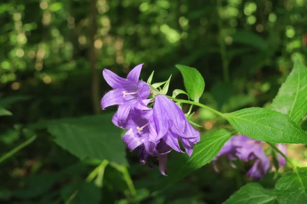 Belle Fleur Violette Dans Jardin — Photo