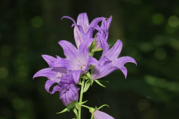 Belle Fleur Violette Dans Jardin — Photo