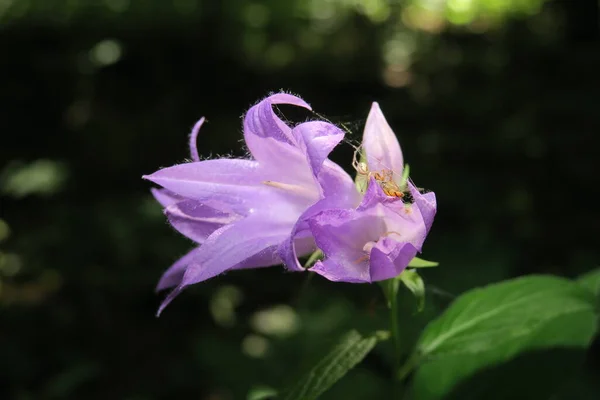 Belle Fleur Violette Dans Jardin — Photo