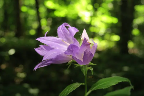 庭の美しい紫色の花 — ストック写真