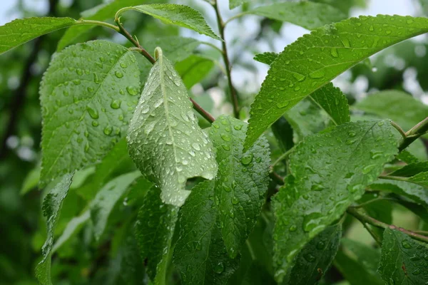 美丽的绿色植物在春天的花园里 — 图库照片