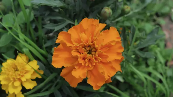 Красиві Жовті Квіти Кущах Саду — стокове фото