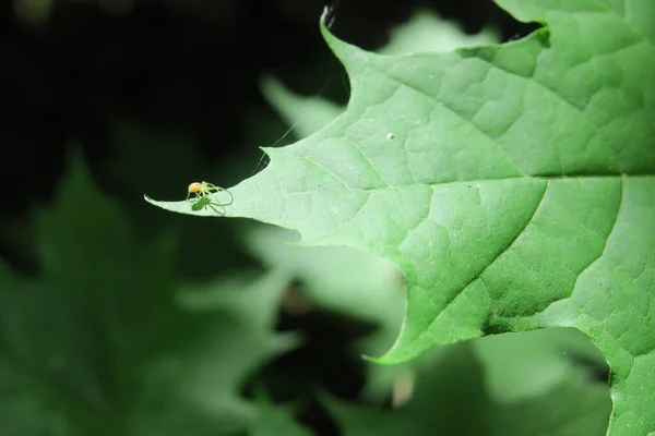 Green Leaves Park — Stock Photo, Image