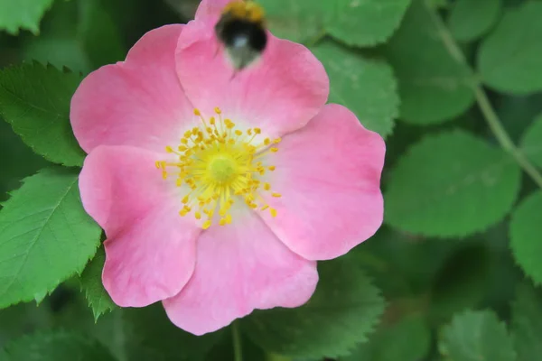 Pink Rose Bush Flower Park — Stock Photo, Image