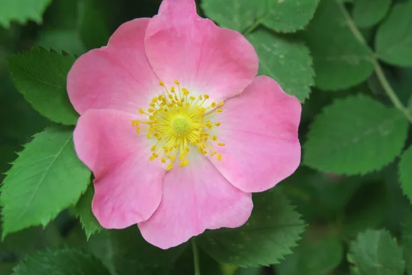 Różowy Kwiat Róży Parku — Zdjęcie stockowe