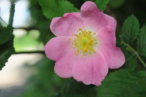 Pink Rose Bush Flower Park — Stock Photo, Image