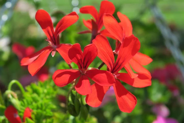 Червоні Квіти Клумбі Парку — стокове фото