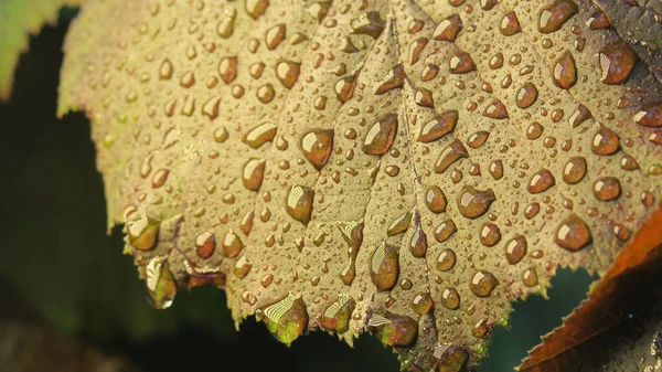 Mogyoróbokor Burgundiai Levelei Eső Után — Stock Fotó