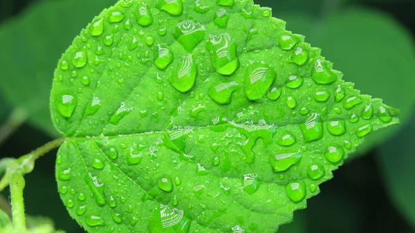 Groene Bladeren Het Park — Stockfoto