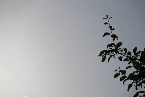 Зелене Листя Парку — стокове фото