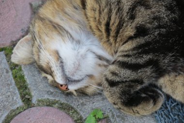 European pussy sleeps on the pavement