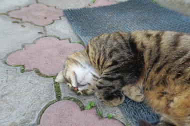 European pussy sleeps on the pavement