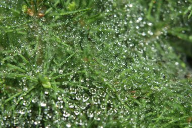 Yağmurdan sonra bahçedeki yeşil bir çalıda çiy taneleri