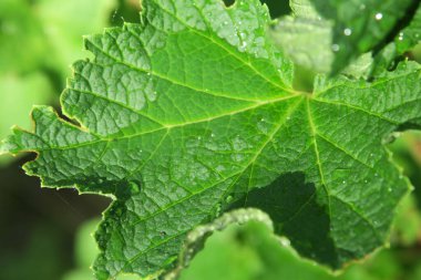 Yağmurdan sonra bahçedeki yeşil bir çalıda çiy taneleri