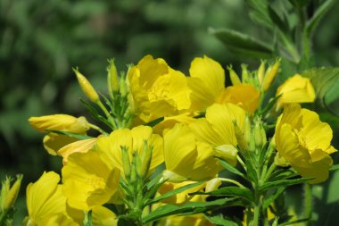 Yağmurdan sonra bahçede güzel bir çiçek