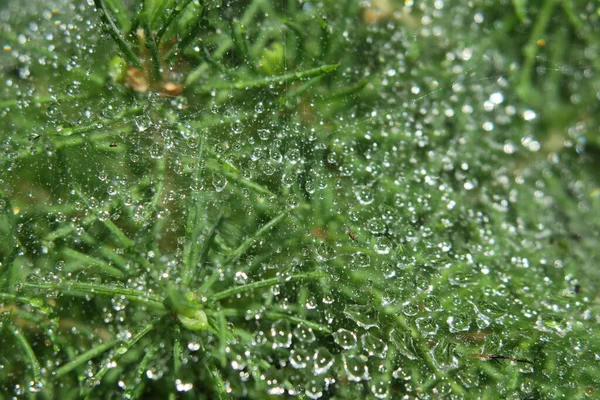 Yağmurdan Sonra Bahçedeki Yeşil Bir Çalıda Çiy Taneleri — Stok fotoğraf
