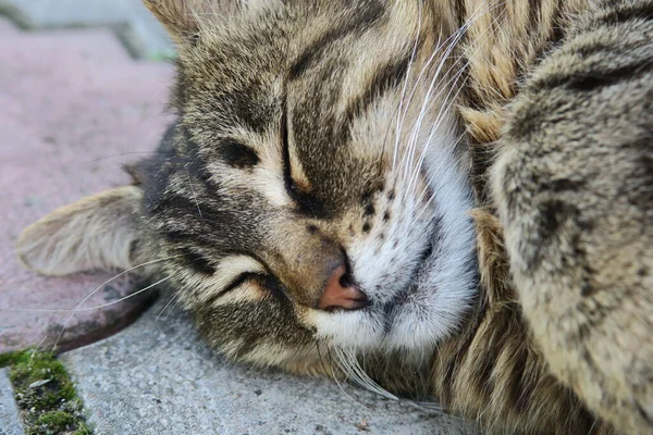 European Pussy Sleeps Pavement — Stock Photo, Image