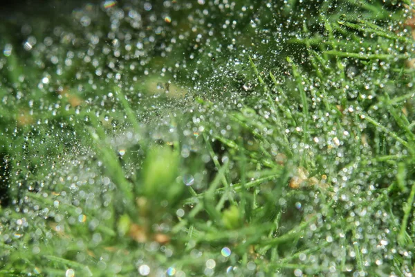 Yağmurdan Sonra Bahçedeki Yeşil Bir Çalıda Çiy Taneleri — Stok fotoğraf