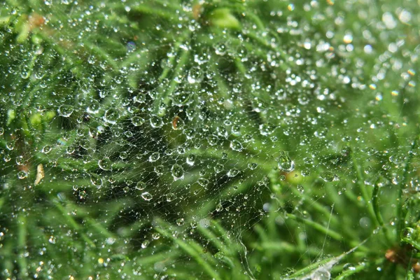 Rosée Sur Buisson Vert Dans Jardin Après Pluie — Photo