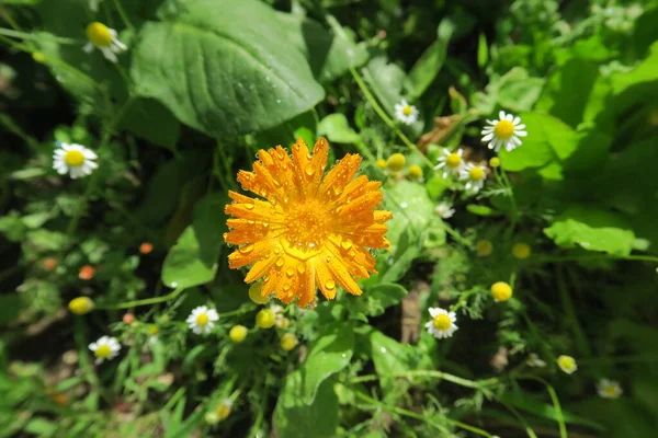 Hermosa Flor Jardín Después Lluvia — Foto de Stock