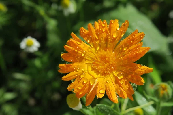 Bellissimo Fiore Giardino Dopo Pioggia — Foto Stock