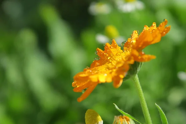 Bela Flor Jardim Após Chuva — Fotografia de Stock