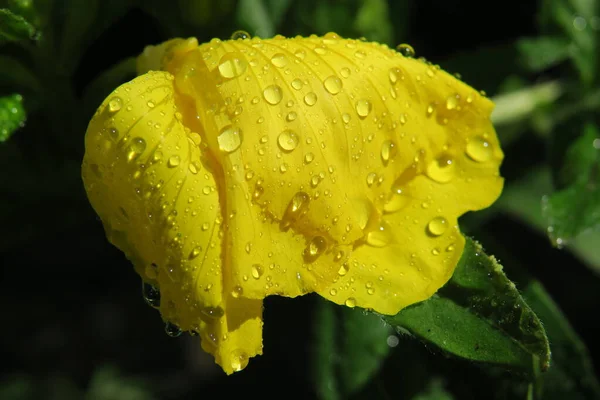 Gyönyörű Virág Kertben Eső Után — Stock Fotó