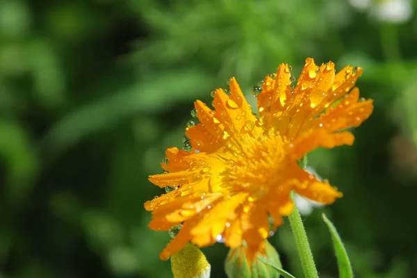 Hermosa Flor Jardín Después Lluvia — Foto de Stock