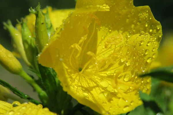 雨の後の庭の美しい花 — ストック写真