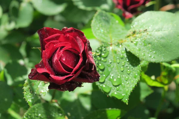 Beautiful Flower Garden Rain — Stock Photo, Image