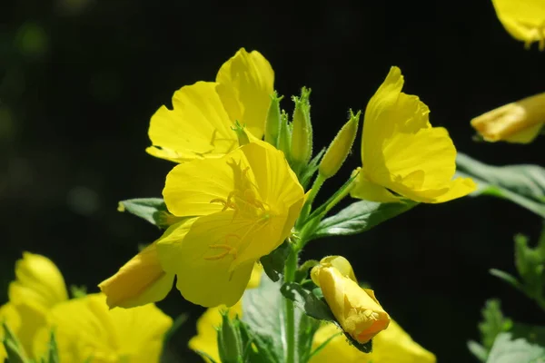 Bela Flor Jardim Após Chuva — Fotografia de Stock