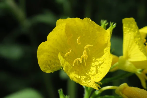 Bela Flor Jardim Após Chuva — Fotografia de Stock