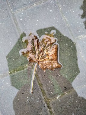 Yağmurdan sonra su damlalarıyla ayrılır