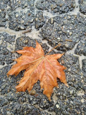 Yağmurdan sonra su damlalarıyla ayrılır