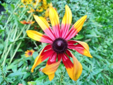 Yağmurdan sonra sarı kır çiçeği